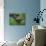 Close-Up of Head of Cape Buffalo, Kruger National Park, South Africa, Africa-Paul Allen-Photographic Print displayed on a wall