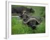 Close-Up of Head of Cape Buffalo, Kruger National Park, South Africa, Africa-Paul Allen-Framed Photographic Print