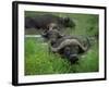 Close-Up of Head of Cape Buffalo, Kruger National Park, South Africa, Africa-Paul Allen-Framed Photographic Print