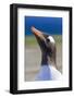 Close Up of Head of Gentoo Penguin (Pygoscelis Papua)-Eleanor-Framed Photographic Print