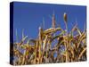 Close-Up of Heads of Ripe Wheat in a Field in England, United Kingdom, Europe-Dominic Harcourt-webster-Stretched Canvas