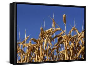 Close-Up of Heads of Ripe Wheat in a Field in England, United Kingdom, Europe-Dominic Harcourt-webster-Framed Stretched Canvas