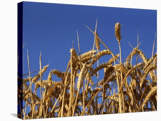 Close-Up of Heads of Ripe Wheat in a Field in England, United Kingdom, Europe-Dominic Harcourt-webster-Stretched Canvas