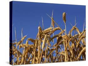 Close-Up of Heads of Ripe Wheat in a Field in England, United Kingdom, Europe-Dominic Harcourt-webster-Stretched Canvas