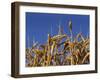 Close-Up of Heads of Ripe Wheat in a Field in England, United Kingdom, Europe-Dominic Harcourt-webster-Framed Photographic Print