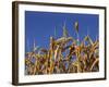 Close-Up of Heads of Ripe Wheat in a Field in England, United Kingdom, Europe-Dominic Harcourt-webster-Framed Photographic Print