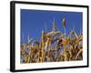 Close-Up of Heads of Ripe Wheat in a Field in England, United Kingdom, Europe-Dominic Harcourt-webster-Framed Photographic Print