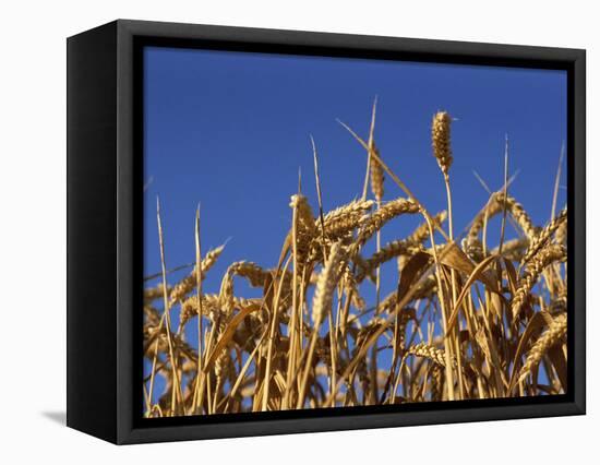 Close-Up of Heads of Ripe Wheat in a Field in England, United Kingdom, Europe-Dominic Harcourt-webster-Framed Stretched Canvas