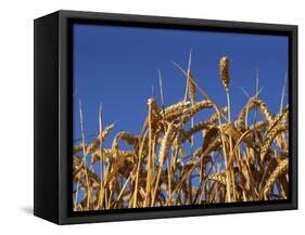 Close-Up of Heads of Ripe Wheat in a Field in England, United Kingdom, Europe-Dominic Harcourt-webster-Framed Stretched Canvas