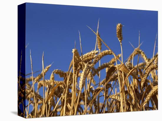 Close-Up of Heads of Ripe Wheat in a Field in England, United Kingdom, Europe-Dominic Harcourt-webster-Stretched Canvas