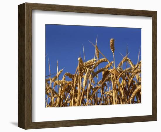 Close-Up of Heads of Ripe Wheat in a Field in England, United Kingdom, Europe-Dominic Harcourt-webster-Framed Photographic Print