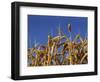 Close-Up of Heads of Ripe Wheat in a Field in England, United Kingdom, Europe-Dominic Harcourt-webster-Framed Photographic Print