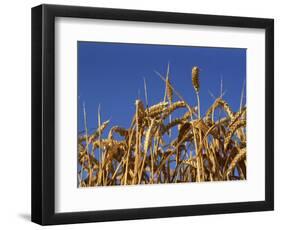 Close-Up of Heads of Ripe Wheat in a Field in England, United Kingdom, Europe-Dominic Harcourt-webster-Framed Photographic Print