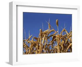 Close-Up of Heads of Ripe Wheat in a Field in England, United Kingdom, Europe-Dominic Harcourt-webster-Framed Photographic Print