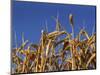 Close-Up of Heads of Ripe Wheat in a Field in England, United Kingdom, Europe-Dominic Harcourt-webster-Mounted Photographic Print