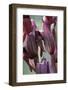 Close-Up of Heart-Flowered Serapias Orchid (Serapias Cordigera) Akamas Peninsula, Cyprus, April-Lilja-Framed Photographic Print