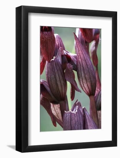 Close-Up of Heart-Flowered Serapias Orchid (Serapias Cordigera) Akamas Peninsula, Cyprus, April-Lilja-Framed Photographic Print