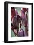 Close-Up of Heart-Flowered Serapias Orchid (Serapias Cordigera) Akamas Peninsula, Cyprus, April-Lilja-Framed Photographic Print