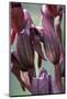 Close-Up of Heart-Flowered Serapias Orchid (Serapias Cordigera) Akamas Peninsula, Cyprus, April-Lilja-Mounted Photographic Print