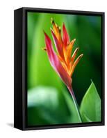 Close Up of Heliconia Flower, Costa Rica, Central America-Levy Yadid-Framed Stretched Canvas