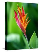 Close Up of Heliconia Flower, Costa Rica, Central America-Levy Yadid-Stretched Canvas