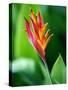 Close Up of Heliconia Flower, Costa Rica, Central America-Levy Yadid-Stretched Canvas