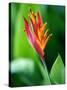 Close Up of Heliconia Flower, Costa Rica, Central America-Levy Yadid-Stretched Canvas