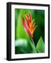 Close Up of Heliconia Flower, Costa Rica, Central America-Levy Yadid-Framed Photographic Print