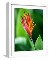 Close Up of Heliconia Flower, Costa Rica, Central America-Levy Yadid-Framed Photographic Print