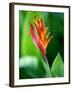 Close Up of Heliconia Flower, Costa Rica, Central America-Levy Yadid-Framed Photographic Print