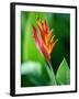 Close Up of Heliconia Flower, Costa Rica, Central America-Levy Yadid-Framed Photographic Print