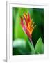 Close Up of Heliconia Flower, Costa Rica, Central America-Levy Yadid-Framed Photographic Print
