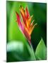 Close Up of Heliconia Flower, Costa Rica, Central America-Levy Yadid-Mounted Photographic Print