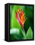 Close Up of Heliconia Flower, Costa Rica, Central America-Levy Yadid-Framed Stretched Canvas