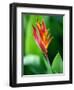 Close Up of Heliconia Flower, Costa Rica, Central America-Levy Yadid-Framed Photographic Print