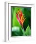 Close Up of Heliconia Flower, Costa Rica, Central America-Levy Yadid-Framed Photographic Print