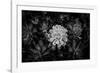 Close-up of Hen and Chicks cactus plant, California, USA-Panoramic Images-Framed Photographic Print