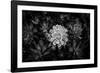 Close-up of Hen and Chicks cactus plant, California, USA-Panoramic Images-Framed Photographic Print