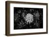 Close-up of Hen and Chicks cactus plant, California, USA-Panoramic Images-Framed Premium Photographic Print