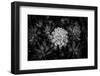 Close-up of Hen and Chicks cactus plant, California, USA-Panoramic Images-Framed Premium Photographic Print