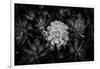 Close-up of Hen and Chicks cactus plant, California, USA-Panoramic Images-Framed Photographic Print