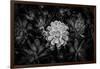 Close-up of Hen and Chicks cactus plant, California, USA-Panoramic Images-Framed Photographic Print