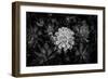 Close-up of Hen and Chicks cactus plant, California, USA-Panoramic Images-Framed Photographic Print