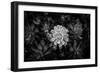 Close-up of Hen and Chicks cactus plant, California, USA-Panoramic Images-Framed Photographic Print