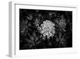 Close-up of Hen and Chicks cactus plant, California, USA-Panoramic Images-Framed Photographic Print