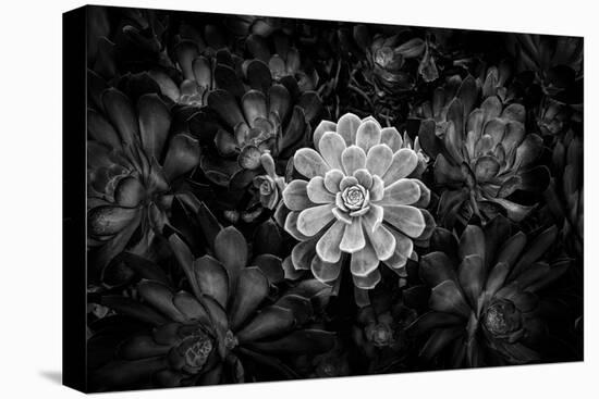 Close-up of Hen and Chicks cactus plant, California, USA-Panoramic Images-Stretched Canvas