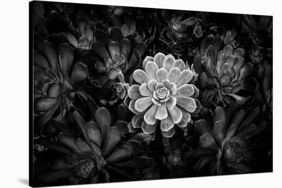 Close-up of Hen and Chicks cactus plant, California, USA-Panoramic Images-Stretched Canvas