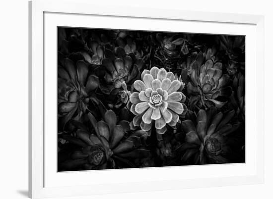 Close-up of Hen and Chicks cactus plant, California, USA-Panoramic Images-Framed Photographic Print