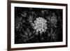 Close-up of Hen and Chicks cactus plant, California, USA-Panoramic Images-Framed Photographic Print