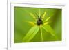 Close-Up of Herb Paris (Paris Quadrifolia) Flower, Hallerbos, Belgium, April 2009-Biancarelli-Framed Photographic Print